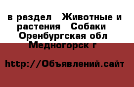  в раздел : Животные и растения » Собаки . Оренбургская обл.,Медногорск г.